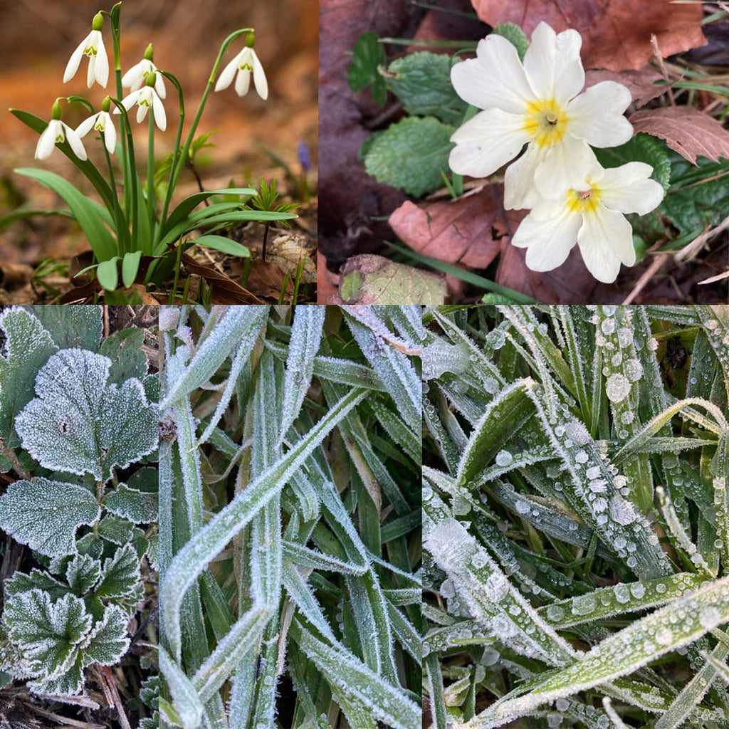 In the Cornish garden - January