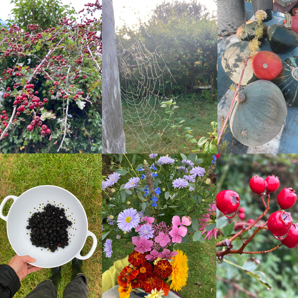 In the Cornish garden -September